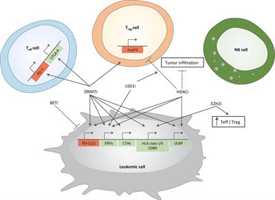 Frontiers | Epigenetic Therapies For Acute Myeloid Leukemia And Their ...